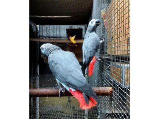 African Grey Parrots For Sale / Waterfowl For Sale / Guinea fowl For Sale Whats app : +254 782-269-978