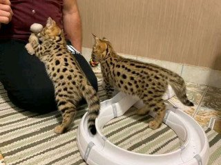 Bengal Kittens For Sale Oman / F1 Savannah Kittens For Sale in Kuwait / British Shorthair Kittens For Sale in UAEWhats app : +254 782-269-978